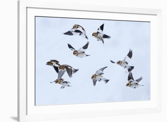 Snow bunting flock in flight, brown feathers visible, Iceland-Konrad Wothe-Framed Photographic Print