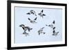 Snow bunting flock in flight, brown feathers visible, Iceland-Konrad Wothe-Framed Photographic Print