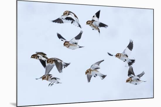 Snow bunting flock in flight, brown feathers visible, Iceland-Konrad Wothe-Mounted Photographic Print