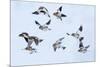 Snow bunting flock in flight, brown feathers visible, Iceland-Konrad Wothe-Mounted Photographic Print