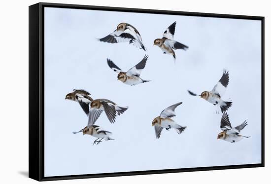 Snow bunting flock in flight, brown feathers visible, Iceland-Konrad Wothe-Framed Stretched Canvas