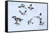Snow bunting flock in flight, brown feathers visible, Iceland-Konrad Wothe-Framed Stretched Canvas