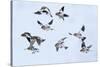 Snow bunting flock in flight, brown feathers visible, Iceland-Konrad Wothe-Stretched Canvas