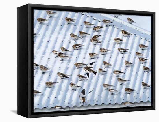 Snow bunting flock resting on a roof, Iceland-Konrad Wothe-Framed Stretched Canvas