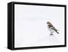 Snow Bunting in Snow, Cairngorms, Scotland, UK-Andy Sands-Framed Stretched Canvas