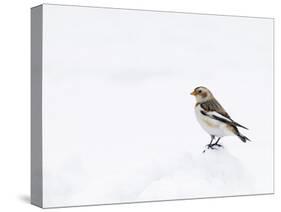 Snow Bunting in Snow, Cairngorms, Scotland, UK-Andy Sands-Stretched Canvas