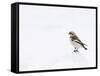 Snow Bunting in Snow, Cairngorms, Scotland, UK-Andy Sands-Framed Stretched Canvas