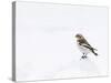 Snow Bunting in Snow, Cairngorms, Scotland, UK-Andy Sands-Stretched Canvas