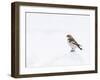 Snow Bunting in Snow, Cairngorms, Scotland, UK-Andy Sands-Framed Photographic Print