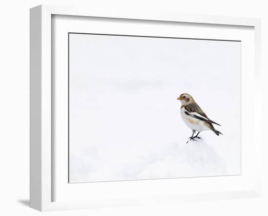 Snow Bunting in Snow, Cairngorms, Scotland, UK-Andy Sands-Framed Photographic Print