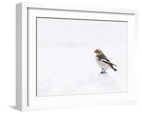 Snow Bunting in Snow, Cairngorms, Scotland, UK-Andy Sands-Framed Photographic Print