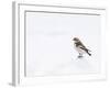 Snow Bunting in Snow, Cairngorms, Scotland, UK-Andy Sands-Framed Photographic Print