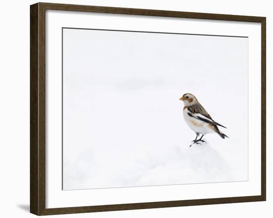 Snow Bunting in Snow, Cairngorms, Scotland, UK-Andy Sands-Framed Photographic Print