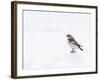 Snow Bunting in Snow, Cairngorms, Scotland, UK-Andy Sands-Framed Photographic Print