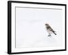 Snow Bunting in Snow, Cairngorms, Scotland, UK-Andy Sands-Framed Photographic Print