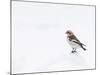 Snow Bunting in Snow, Cairngorms, Scotland, UK-Andy Sands-Mounted Photographic Print