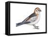 Snow Bunting (Plectophenax Nivalis), Birds-Encyclopaedia Britannica-Framed Stretched Canvas