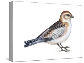 Snow Bunting (Plectophenax Nivalis), Birds-Encyclopaedia Britannica-Stretched Canvas