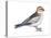 Snow Bunting (Plectophenax Nivalis), Birds-Encyclopaedia Britannica-Stretched Canvas