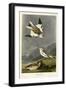 Snow Bunting-null-Framed Giclee Print