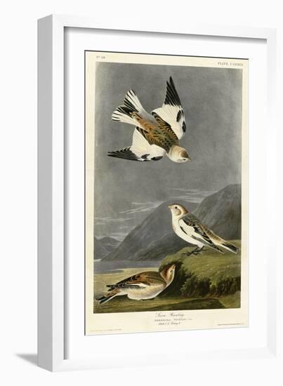 Snow Bunting-null-Framed Giclee Print