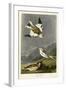 Snow Bunting-null-Framed Giclee Print