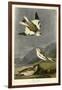 Snow Bunting-null-Framed Giclee Print