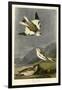 Snow Bunting-null-Framed Giclee Print