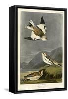 Snow Bunting-null-Framed Stretched Canvas