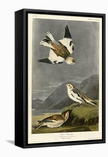 Snow Bunting-null-Framed Stretched Canvas