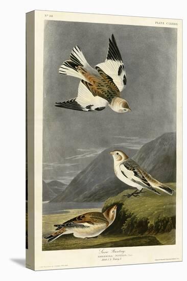 Snow Bunting-null-Stretched Canvas