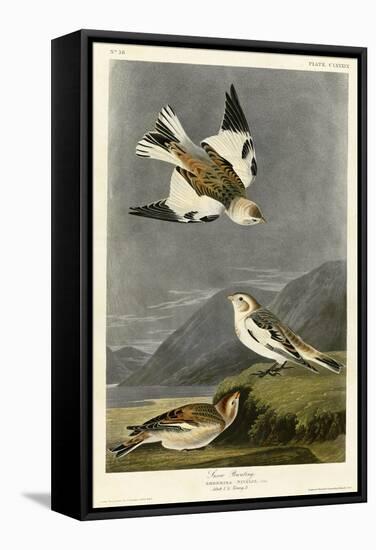 Snow Bunting-null-Framed Stretched Canvas