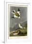 Snow Bunting-null-Framed Giclee Print