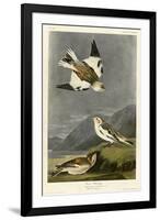 Snow Bunting-null-Framed Giclee Print