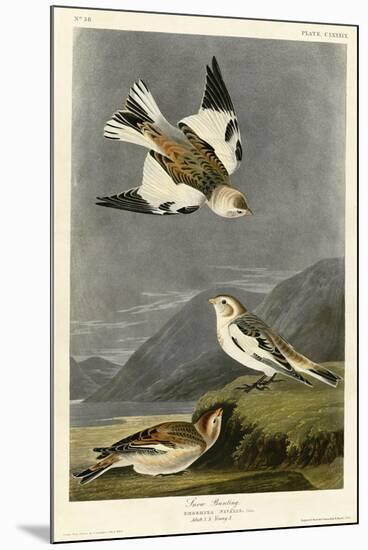 Snow Bunting-null-Mounted Giclee Print