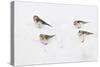 Snow Buntings (Plectrophenax Nivalis) Searching for Food in Snow, Cairngorms Np, Scotland, UK-Fergus Gill-Stretched Canvas