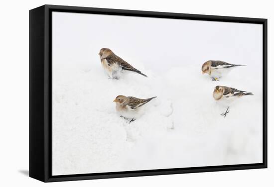 Snow Buntings (Plectrophenax Nivalis) Searching for Food in Snow, Cairngorms Np, Scotland, UK-Fergus Gill-Framed Stretched Canvas