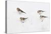 Snow Buntings (Plectrophenax Nivalis) Searching for Food in Snow, Cairngorms Np, Scotland, UK-Fergus Gill-Stretched Canvas