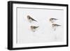 Snow Buntings (Plectrophenax Nivalis) Searching for Food in Snow, Cairngorms Np, Scotland, UK-Fergus Gill-Framed Photographic Print