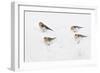 Snow Buntings (Plectrophenax Nivalis) Searching for Food in Snow, Cairngorms Np, Scotland, UK-Fergus Gill-Framed Photographic Print