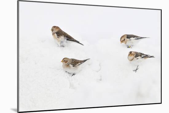 Snow Buntings (Plectrophenax Nivalis) Searching for Food in Snow, Cairngorms Np, Scotland, UK-Fergus Gill-Mounted Photographic Print