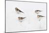 Snow Buntings (Plectrophenax Nivalis) Searching for Food in Snow, Cairngorms Np, Scotland, UK-Fergus Gill-Mounted Photographic Print