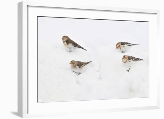 Snow Buntings (Plectrophenax Nivalis) Searching for Food in Snow, Cairngorms Np, Scotland, UK-Fergus Gill-Framed Photographic Print