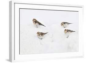 Snow Buntings (Plectrophenax Nivalis) Searching for Food in Snow, Cairngorms Np, Scotland, UK-Fergus Gill-Framed Photographic Print