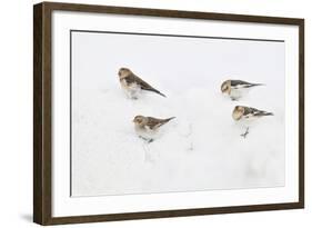 Snow Buntings (Plectrophenax Nivalis) Searching for Food in Snow, Cairngorms Np, Scotland, UK-Fergus Gill-Framed Photographic Print