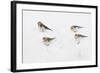 Snow Buntings (Plectrophenax Nivalis) Searching for Food in Snow, Cairngorms Np, Scotland, UK-Fergus Gill-Framed Photographic Print