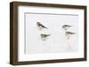 Snow Buntings (Plectrophenax Nivalis) Searching for Food in Snow, Cairngorms Np, Scotland, UK-Fergus Gill-Framed Photographic Print