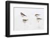 Snow Buntings (Plectrophenax Nivalis) Searching for Food in Snow, Cairngorms Np, Scotland, UK-Fergus Gill-Framed Photographic Print