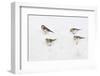 Snow Buntings (Plectrophenax Nivalis) Searching for Food in Snow, Cairngorms Np, Scotland, UK-Fergus Gill-Framed Photographic Print