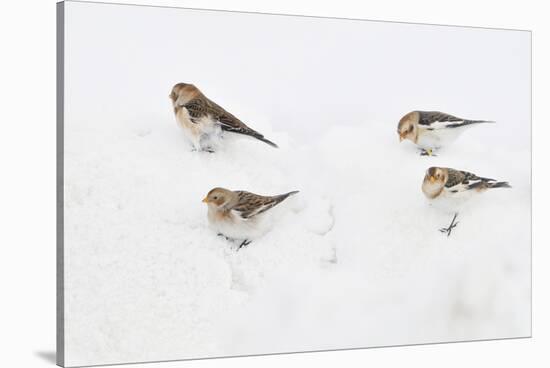 Snow Buntings (Plectrophenax Nivalis) Searching for Food in Snow, Cairngorms Np, Scotland, UK-Fergus Gill-Stretched Canvas